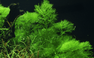 Limnophila Aquatica
