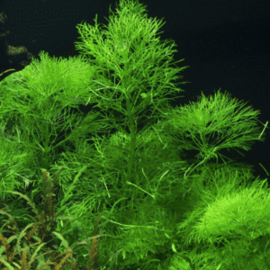 Limnophila Aquatica