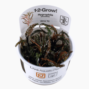 Hygrophila Pinnatifida