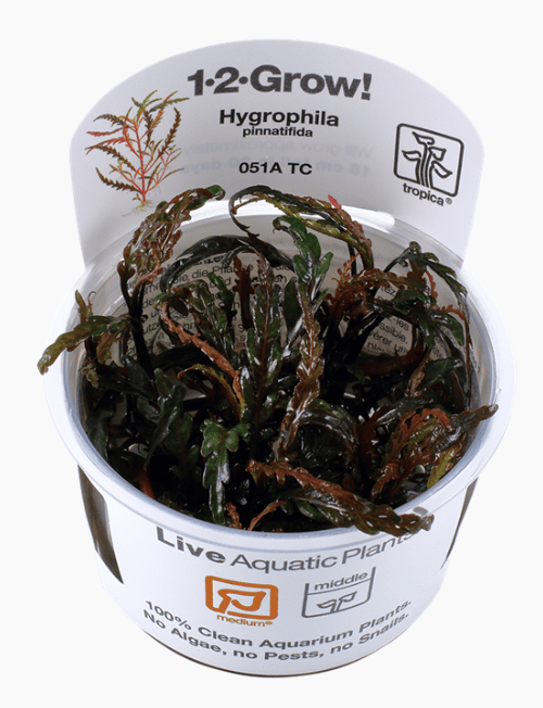 Hygrophila Pinnatifida