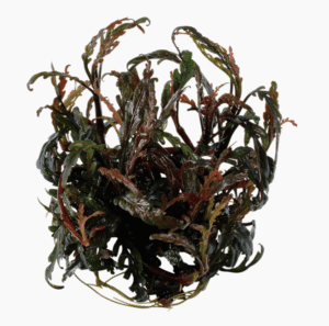 Hygrophila Pinnatifida