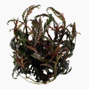 Hygrophila Pinnatifida