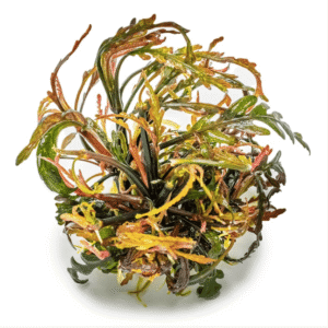 Hygrophila Pinnatifida