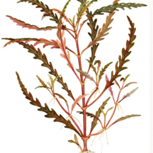 Hygrophila Pinnatifida