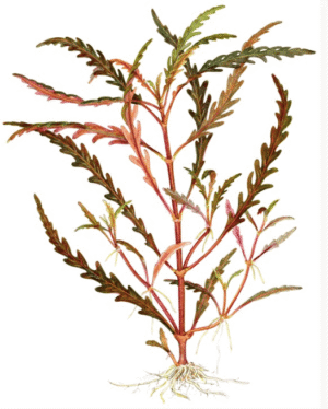 Hygrophila Pinnatifida