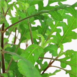 Hygrophila Pinnatifida