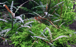 Hygrophila Pinnatifida