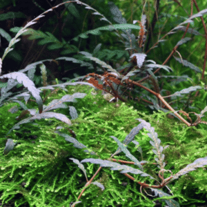 Hygrophila Pinnatifida