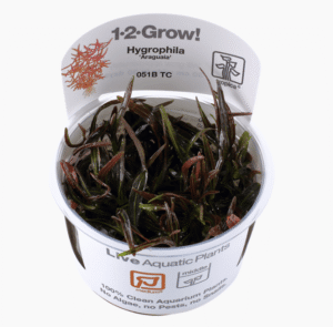 Hygrophila Lancea 'Araguaia'