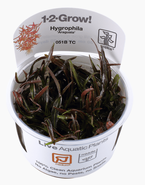 Hygrophila Lancea 'Araguaia'