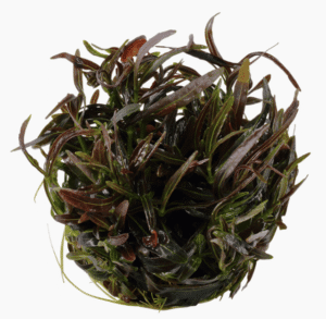 Hygrophila Lancea 'Araguaia'