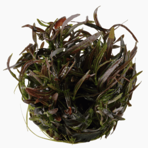 Hygrophila Lancea 'Araguaia'