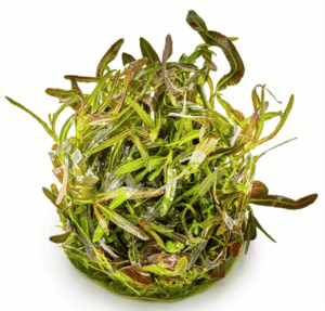 Hygrophila Lancea 'Araguaia'