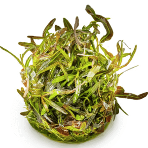 Hygrophila Lancea 'Araguaia'