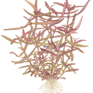 Hygrophila Lancea 'Araguaia'