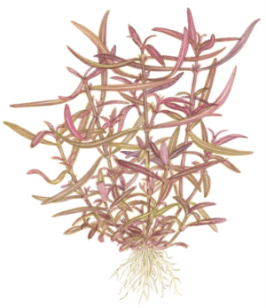 Hygrophila Lancea 'Araguaia'