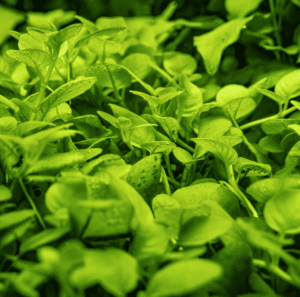 Hygrophila Serpyllum