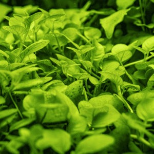 Hygrophila Serpyllum