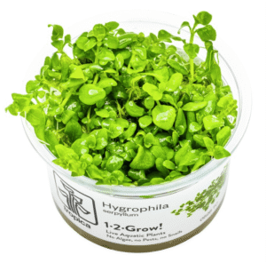 Hygrophila Serpyllum