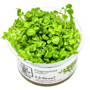 Hygrophila Serpyllum