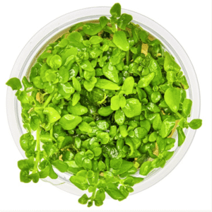 Hygrophila Serpyllum