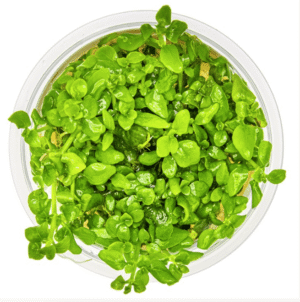 Hygrophila Serpyllum