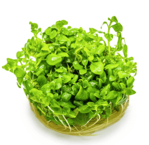 Hygrophila Serpyllum