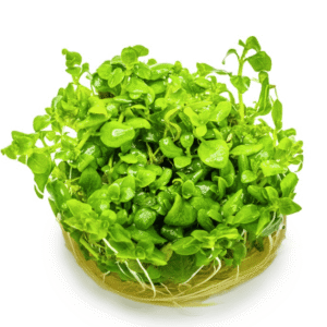 Hygrophila Serpyllum