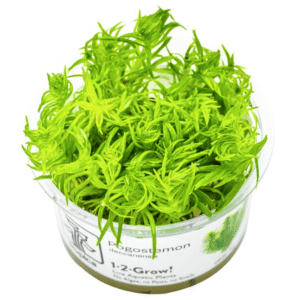 Pogostemon Deccanensis