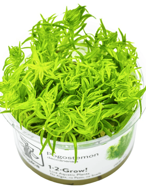 Pogostemon Deccanensis