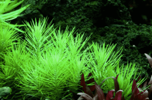 Pogostemon Deccanensis