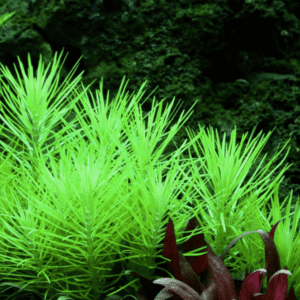 Pogostemon Deccanensis