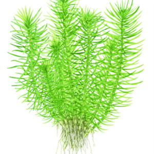 Pogostemon Deccanensis