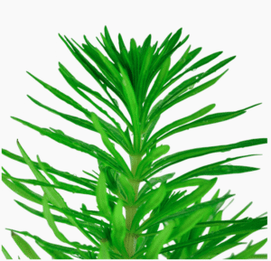 Pogostemon Deccanensis