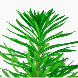 Pogostemon Deccanensis