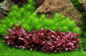 Pogostemon Deccanensis