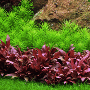 Pogostemon Deccanensis