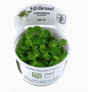 Limnobium Laevigatum