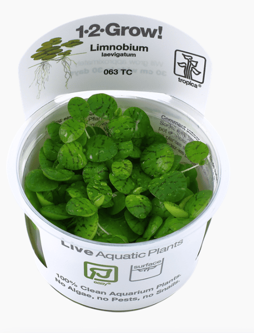 Limnobium Laevigatum