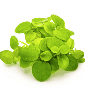 Limnobium Laevigatum