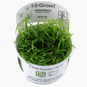 Helanthium Tenellum 'Green'