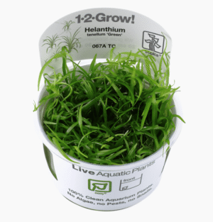 Helanthium Tenellum 'Green'