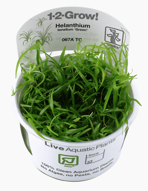 Helanthium Tenellum 'Green'