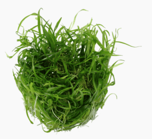 Helanthium Tenellum 'Green'