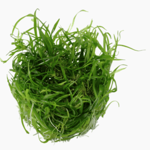 Helanthium Tenellum 'Green'