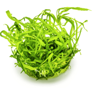 Helanthium Tenellum 'Green'