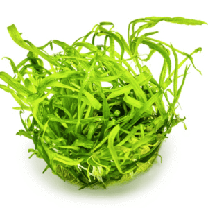 Helanthium Tenellum 'Green'