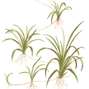 Helanthium Tenellum 'Green'