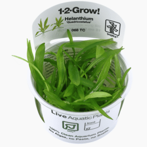 Helanthium Bolivianum 'Quadricostatus'