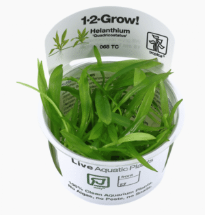 Helanthium Bolivianum 'Quadricostatus'